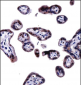 SOCS6 Antibody (N-term)